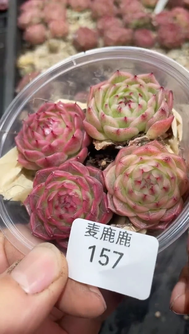 157流彩         量拍