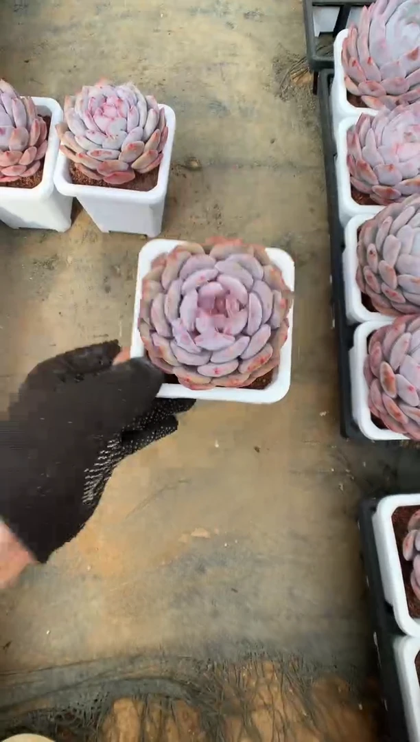 【闪购商品】827蒙克一物一拍