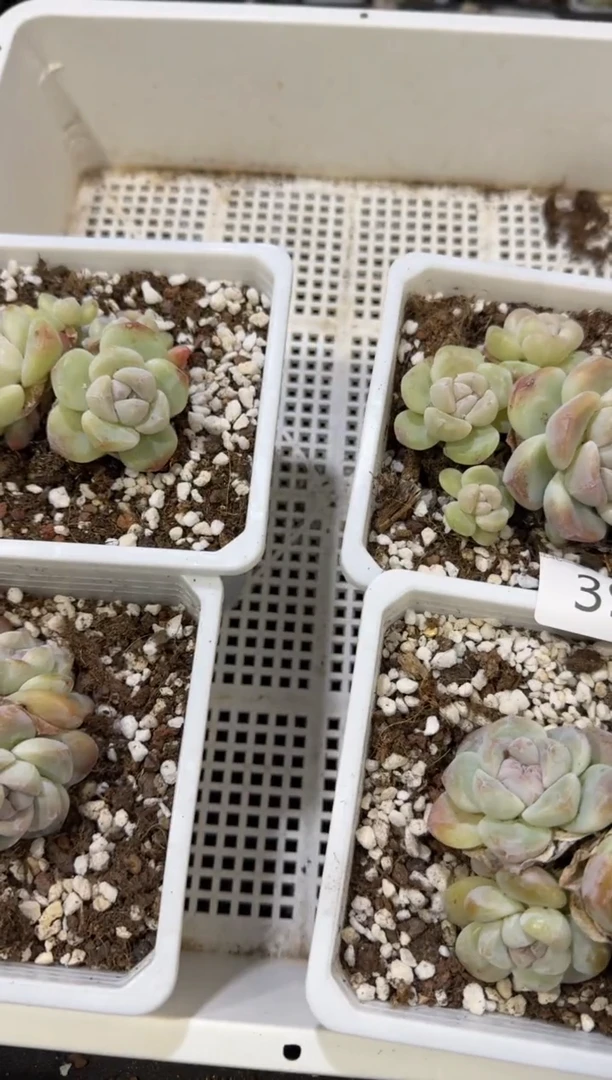 【闪购商品】40号到手一框江北多肉一物一拍