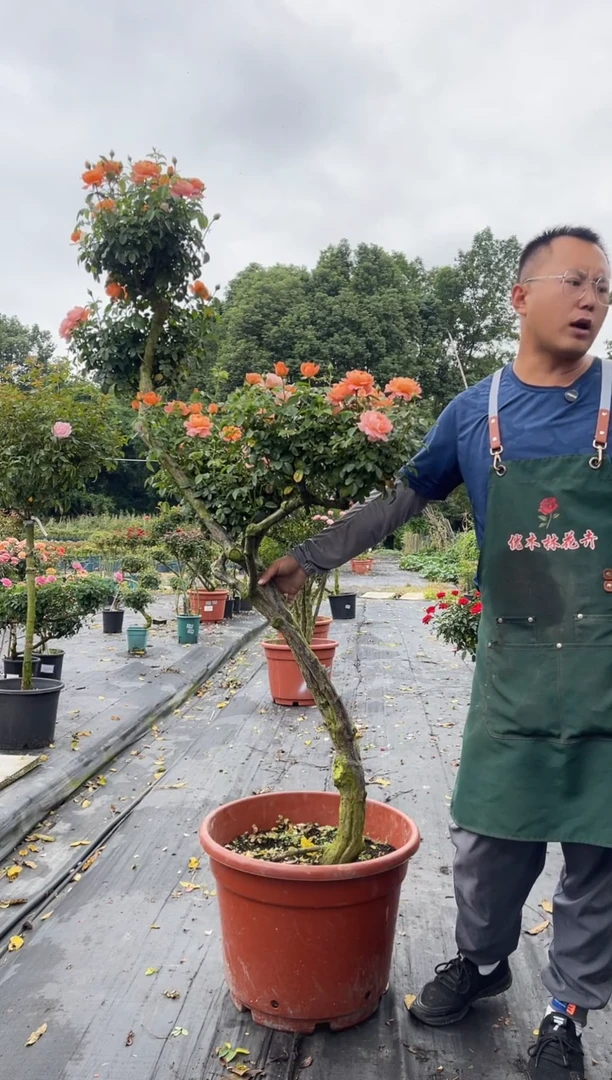 全部花朵雨**！老桩造景月季花