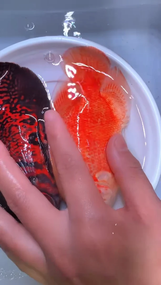 鹦鹉鱼?***️地图 1红1黑