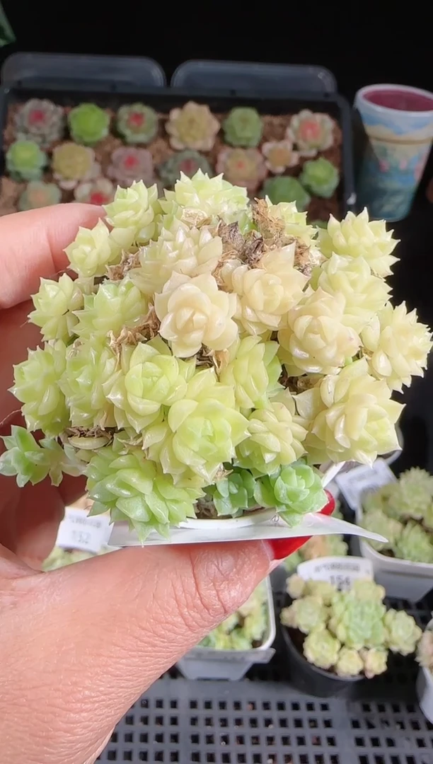 1103-158麦秆群不包整