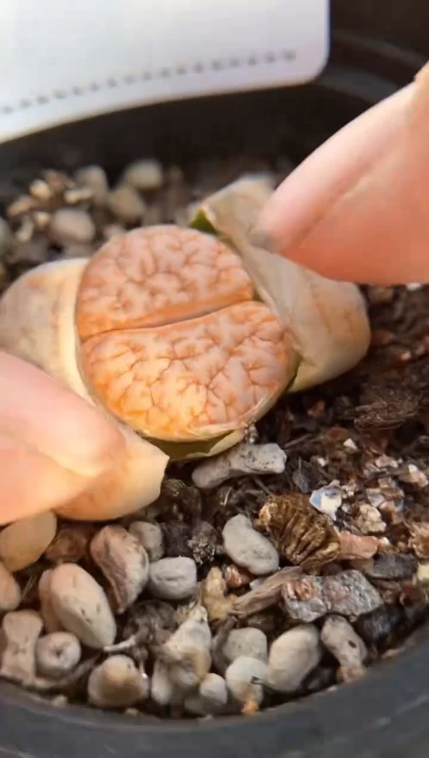 【闪购商品】7016直播间一物一拍