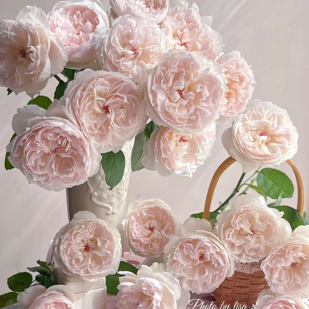 【可爱瓷玫瑰】云南基地直发，同一地址两单送配草，三单送园艺剪刀