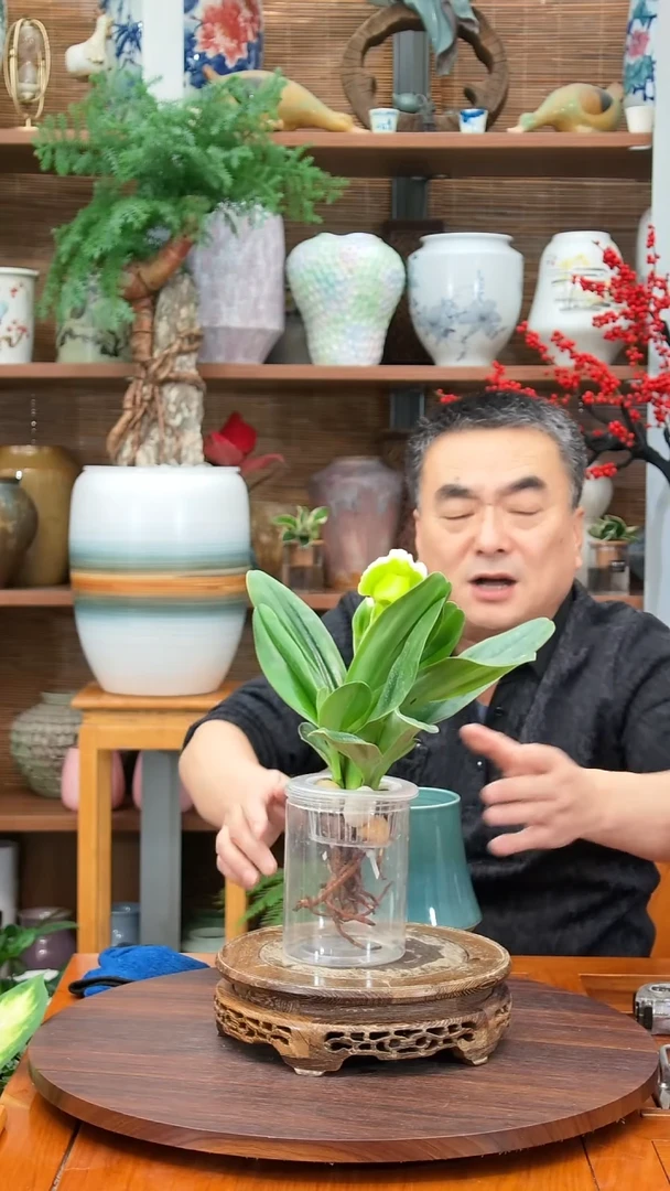 无花朵李*子水之韵水培兜兰