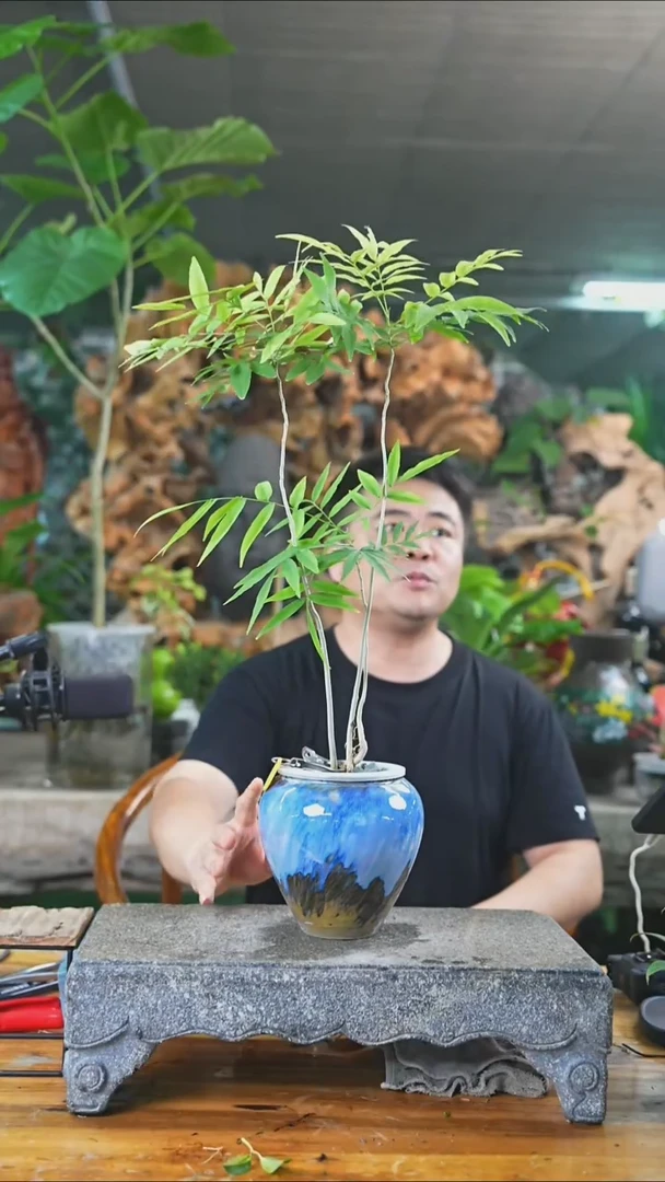 完全开放无患菩提334+