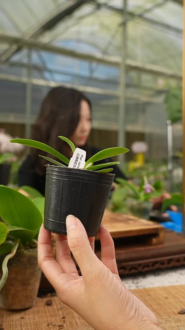 当前无花栽培后可以开花红鹿角  实生苗