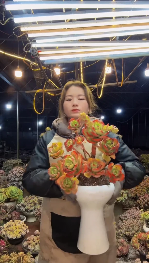 【闪购商品】白月光脱土包邮