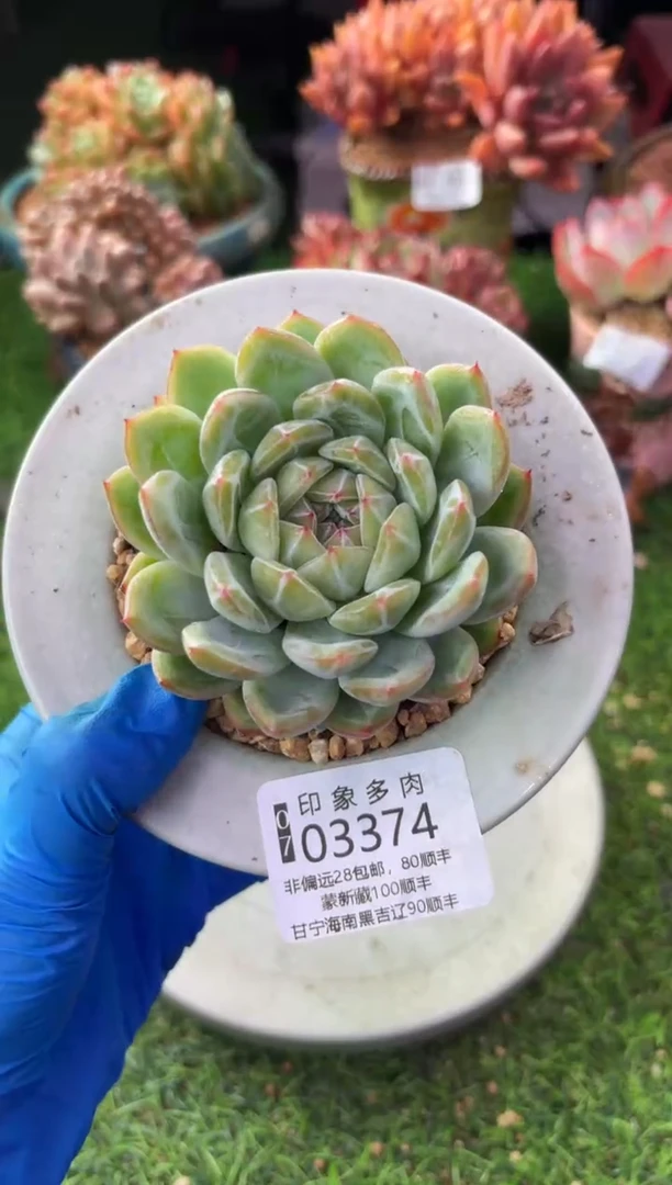昆明印象多肉03374