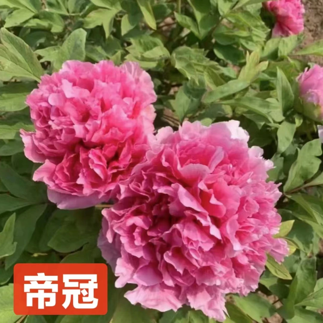 《帝冠》牡丹日系品种