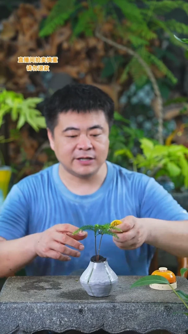 当前无花栽培后可以开花南洋杉368H+