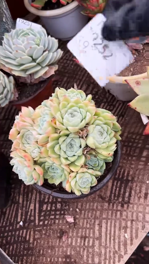 吕**你多肉植物一物一拍19252
