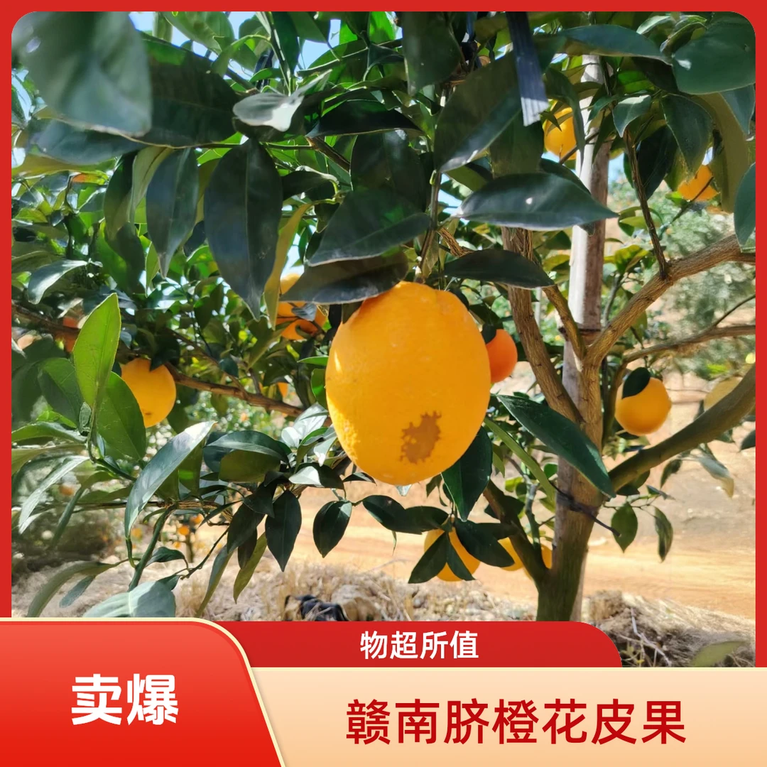 【花皮果10斤】正宗江西赣南脐橙直发新鲜应季水果香甜多汁果肉饱满