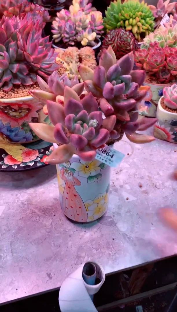 0864（满28发货包邮非偏远）带盆价