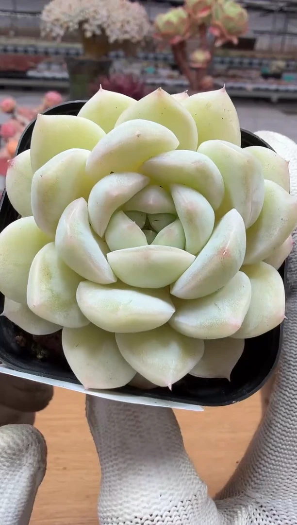 东云多肉园二店-139