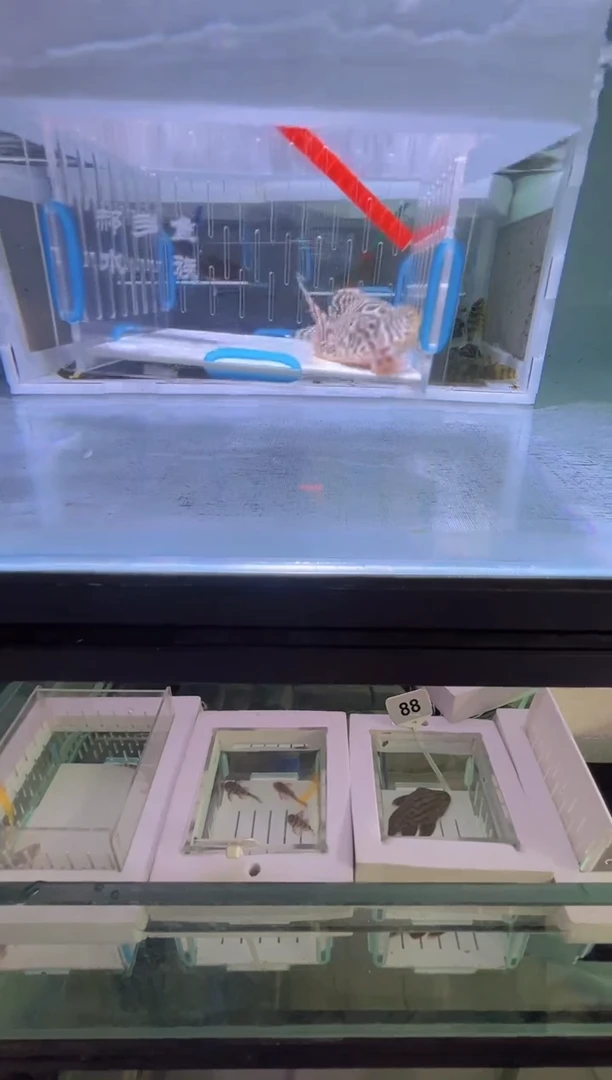 清道夫10不包入缸损119