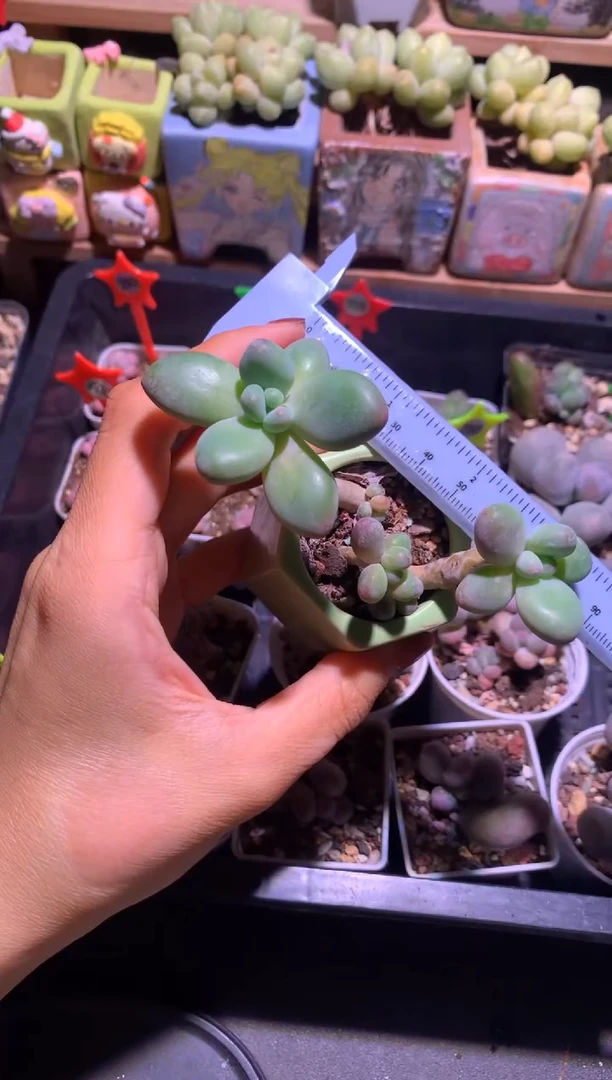 苹果奶酪老桩子，满28包邮，不满发一个叶子到付