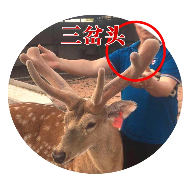 【三岔头】辽宁西丰梅花鹿鲜鹿茸（50-69号）