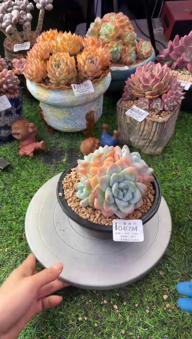 昆明印象多肉04094