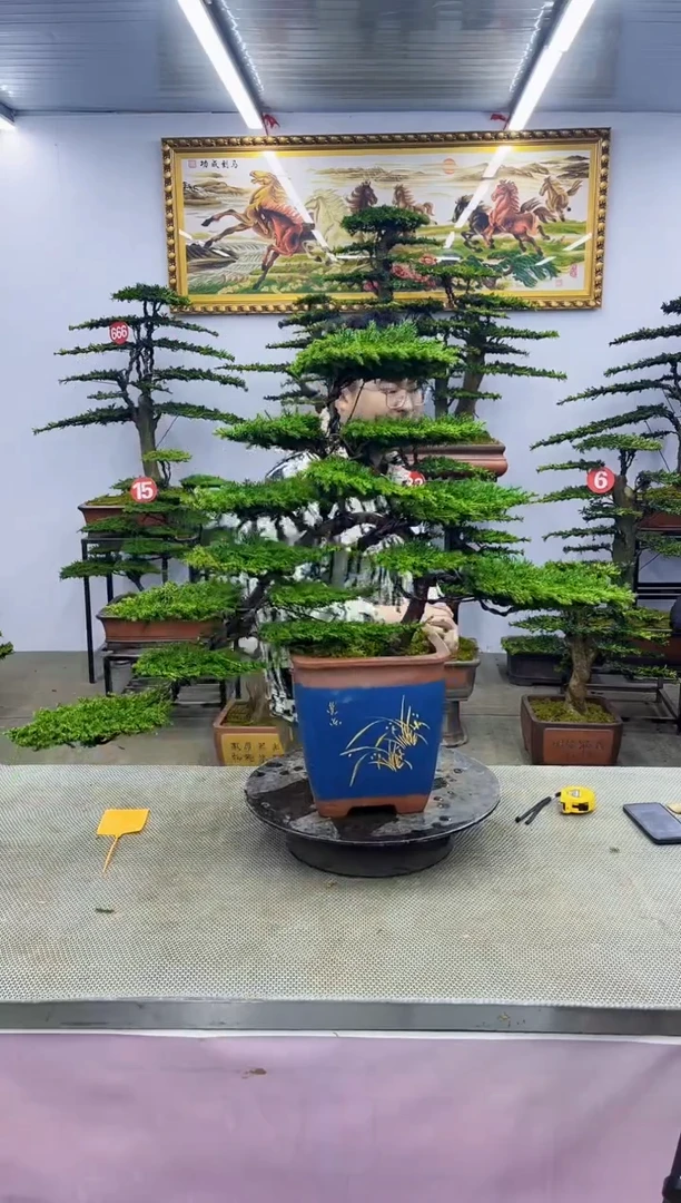 【闪购商品】八斗松/松类活物造型盆景，以直播间截图为啊啊啊啊