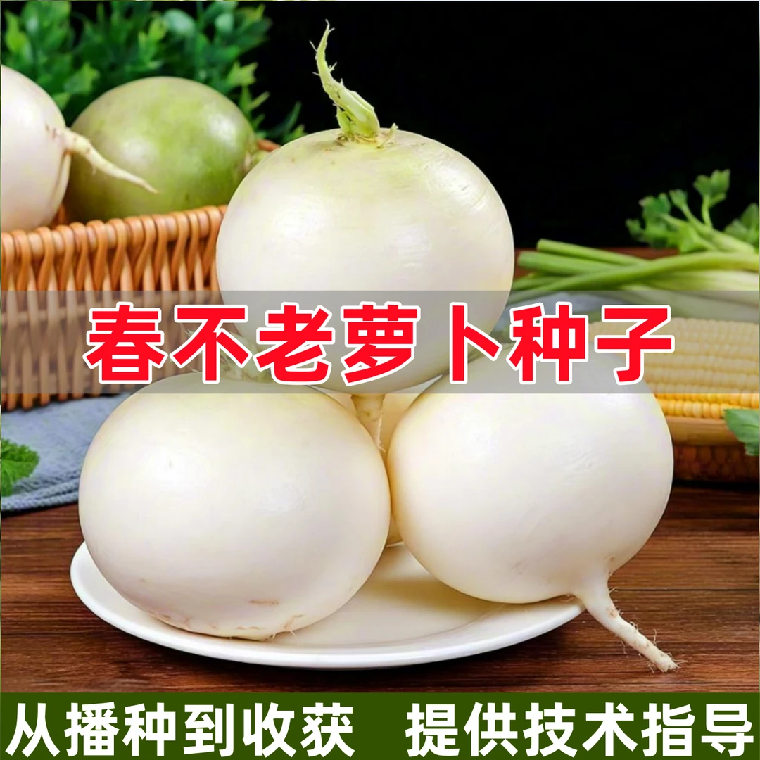 圆白萝卜种子四川春不老萝卜种籽大萝卜春秋季冬天农家菜园蔬菜孑