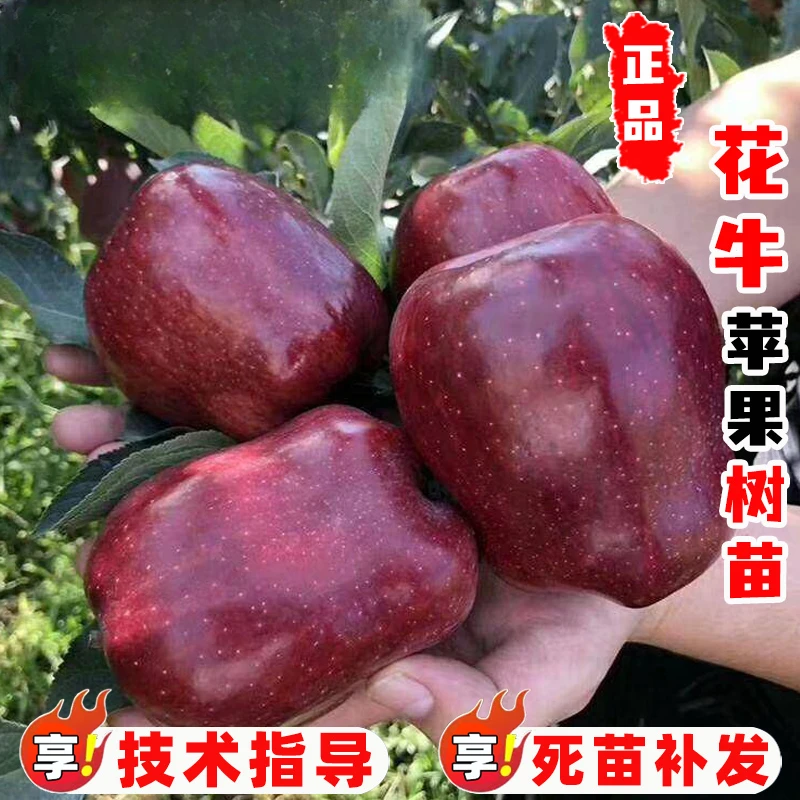 嫁接甘肃天水花牛苹果树果苗特大粉面苹果树苗南北方盆栽地栽种植