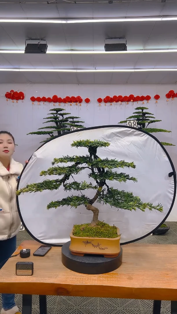 【闪购商品】盆景1