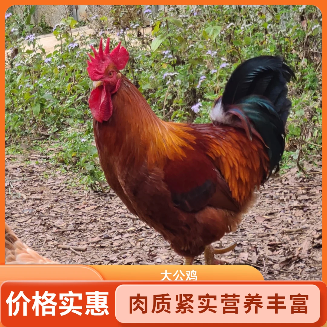 【岭西】买3送1现杀农家散养大公鸡4只单只毛重5斤多净重10-11斤
