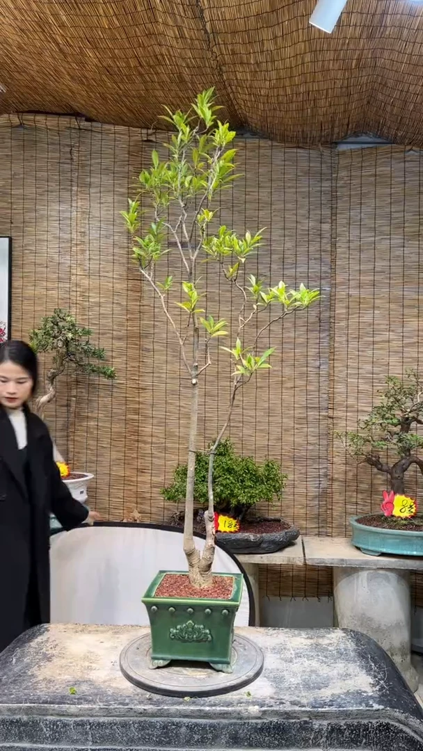 【闪购商品】栀子花 盆景