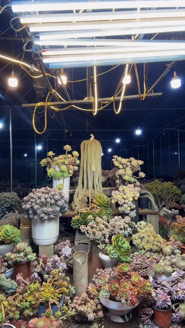 【闪购商品】5号一物一拍默认微瑕不售后