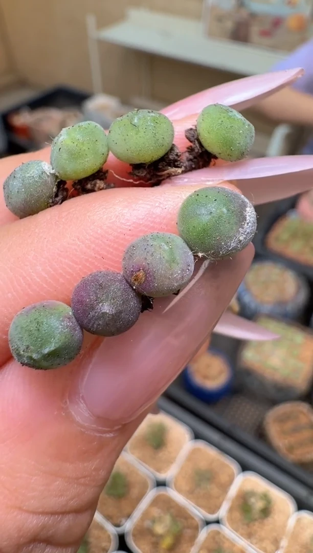 28-43多肉植物水滴空蝉一颗
