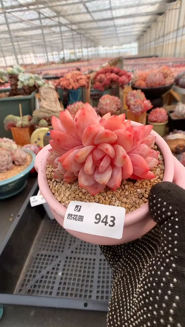 【闪购商品】943雪天使一物一拍