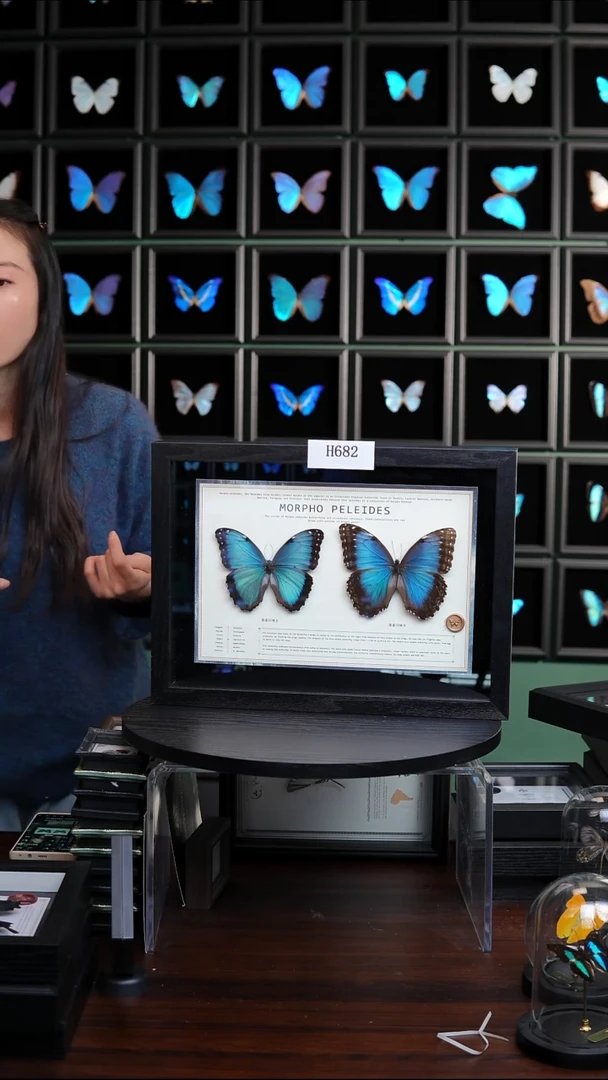 微瑕蝴蝶标本摆件一口价H682