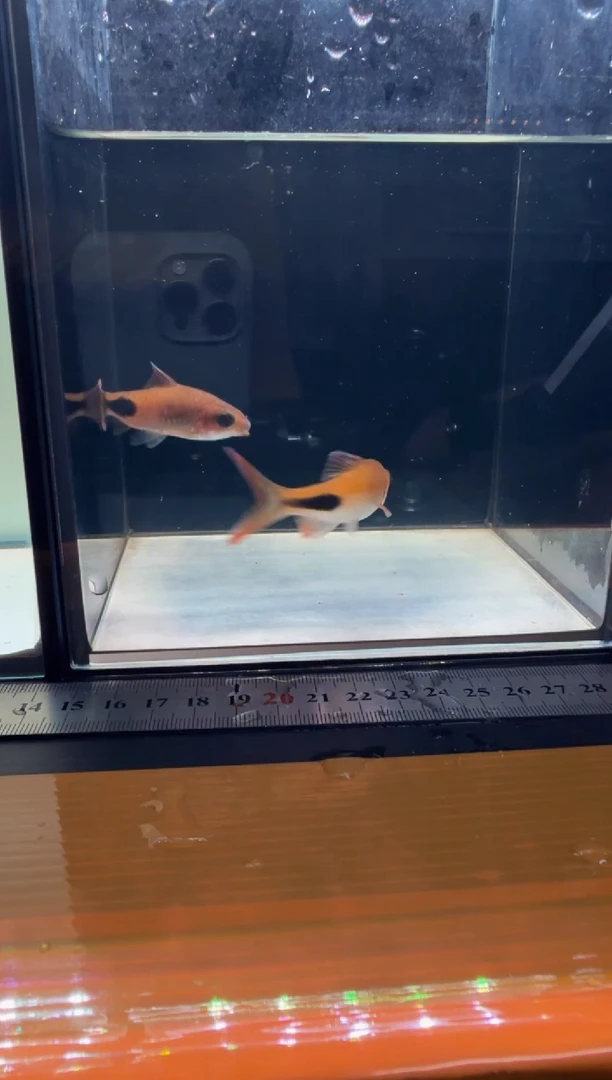 海水鱼彩虹11111