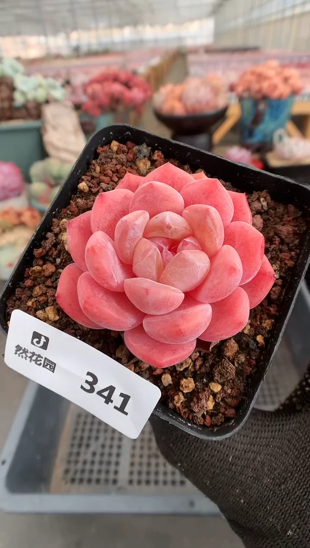 【闪购商品】341太妃糖 一物一拍