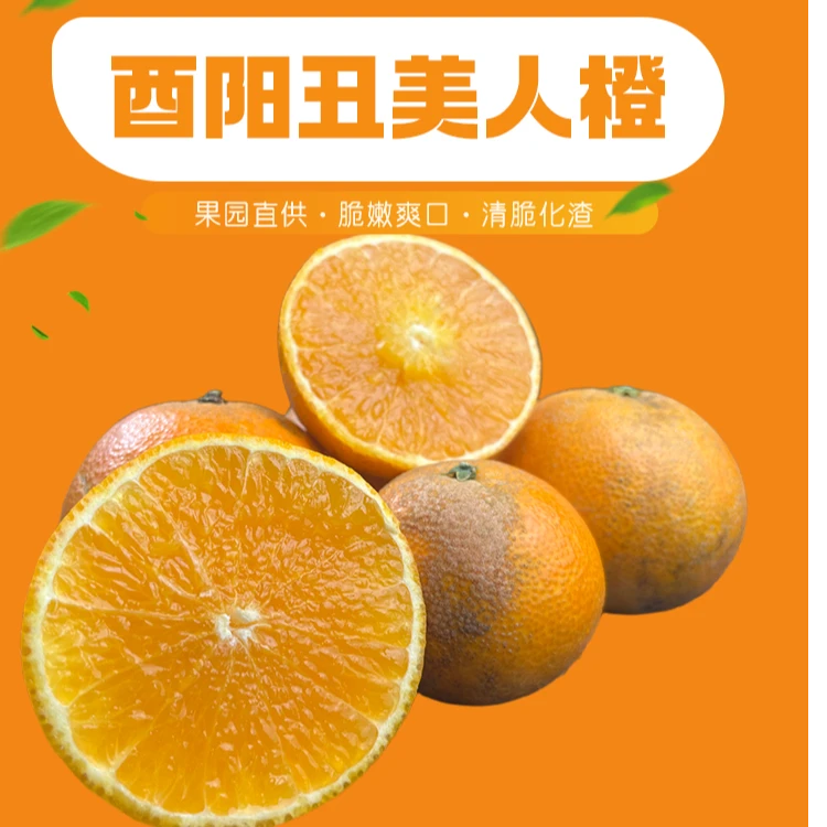 武陵山区酉阳酉水河丑美人橙现摘鲜果貌丑心甜果丑味甜