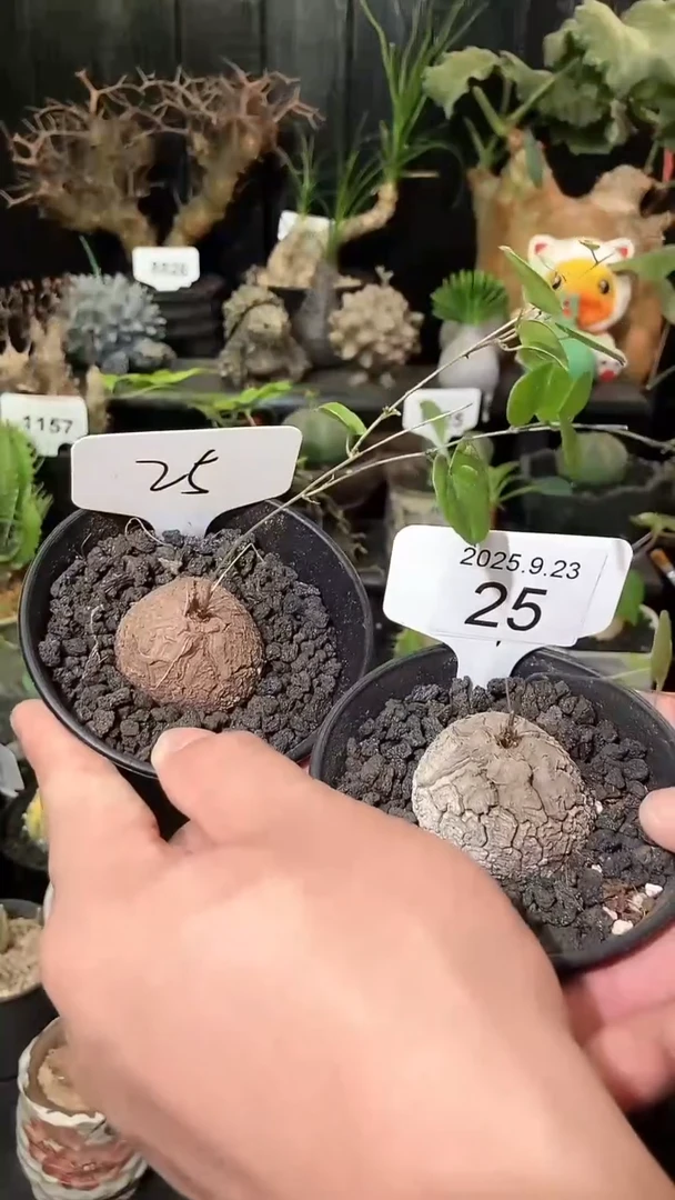 25号923福利南非龟甲龙买1个送1个