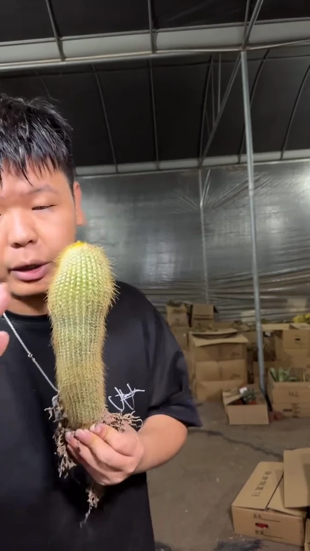 2颗 大单头 金丝猴【带根】