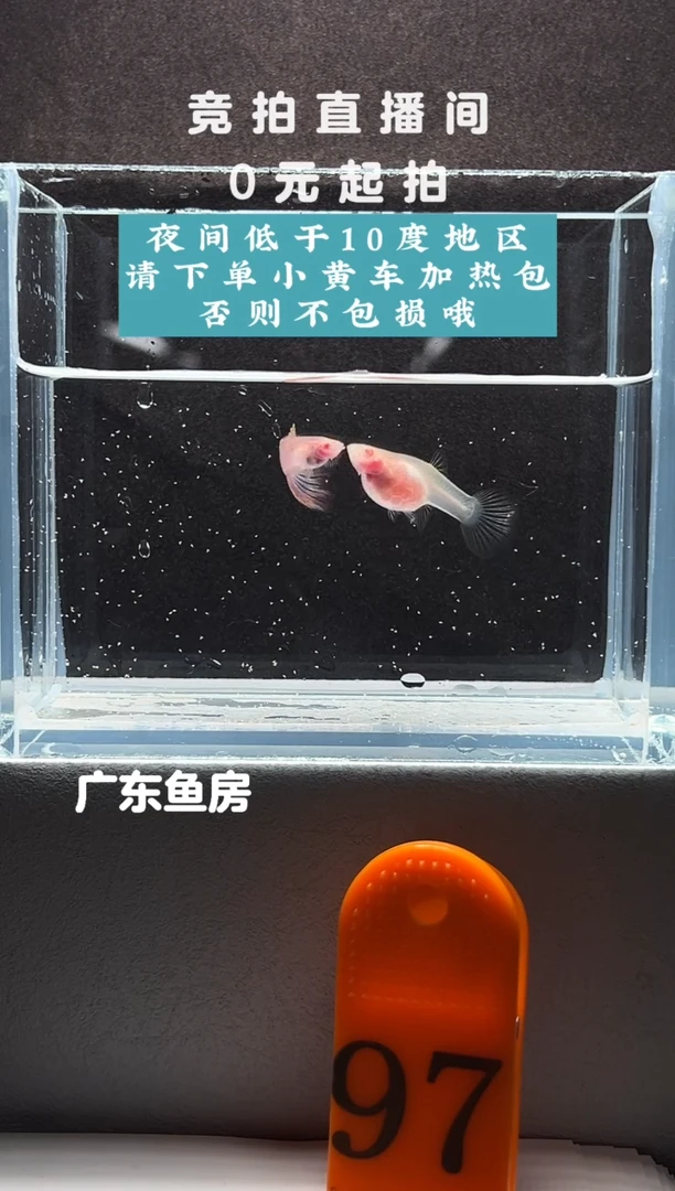 孔雀鱼粉红琉璃白子带胎一对编号97