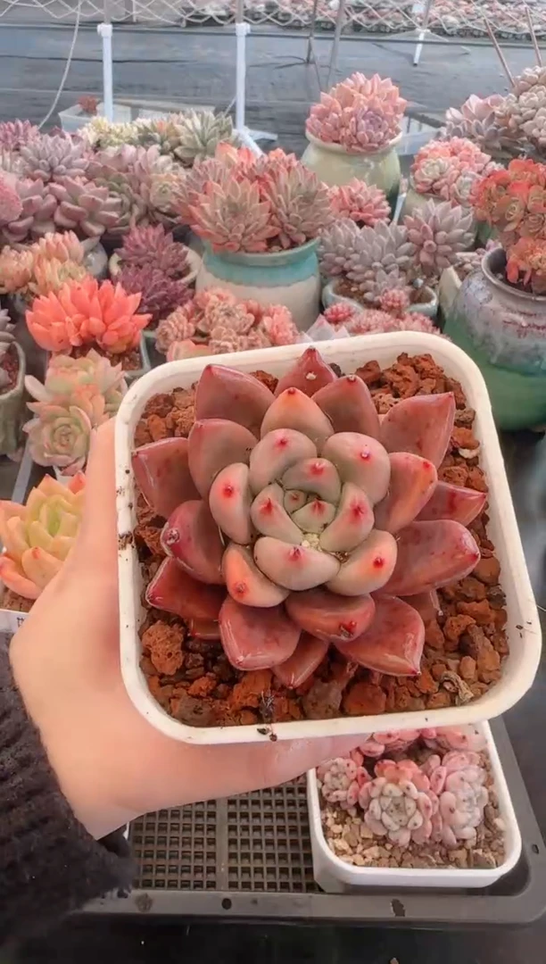 【闪购商品】5671.