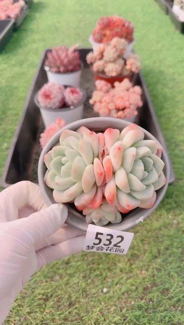 【闪购商品】梦会多肉一物一拍