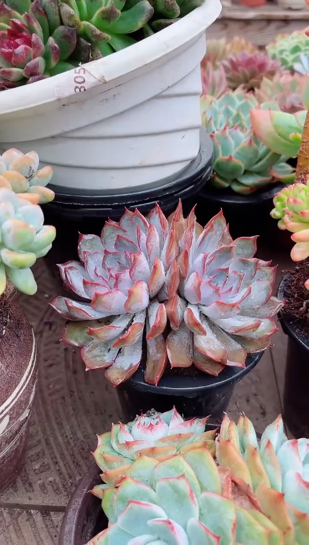 昕*26127多肉植物一物一拍