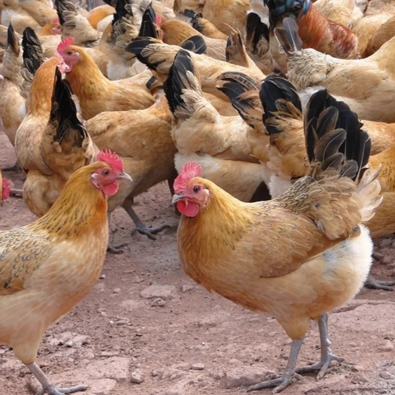 静原土鸡公母可选8只散养土鸡宠物鸡红瑶鸡一斤发货【农业】