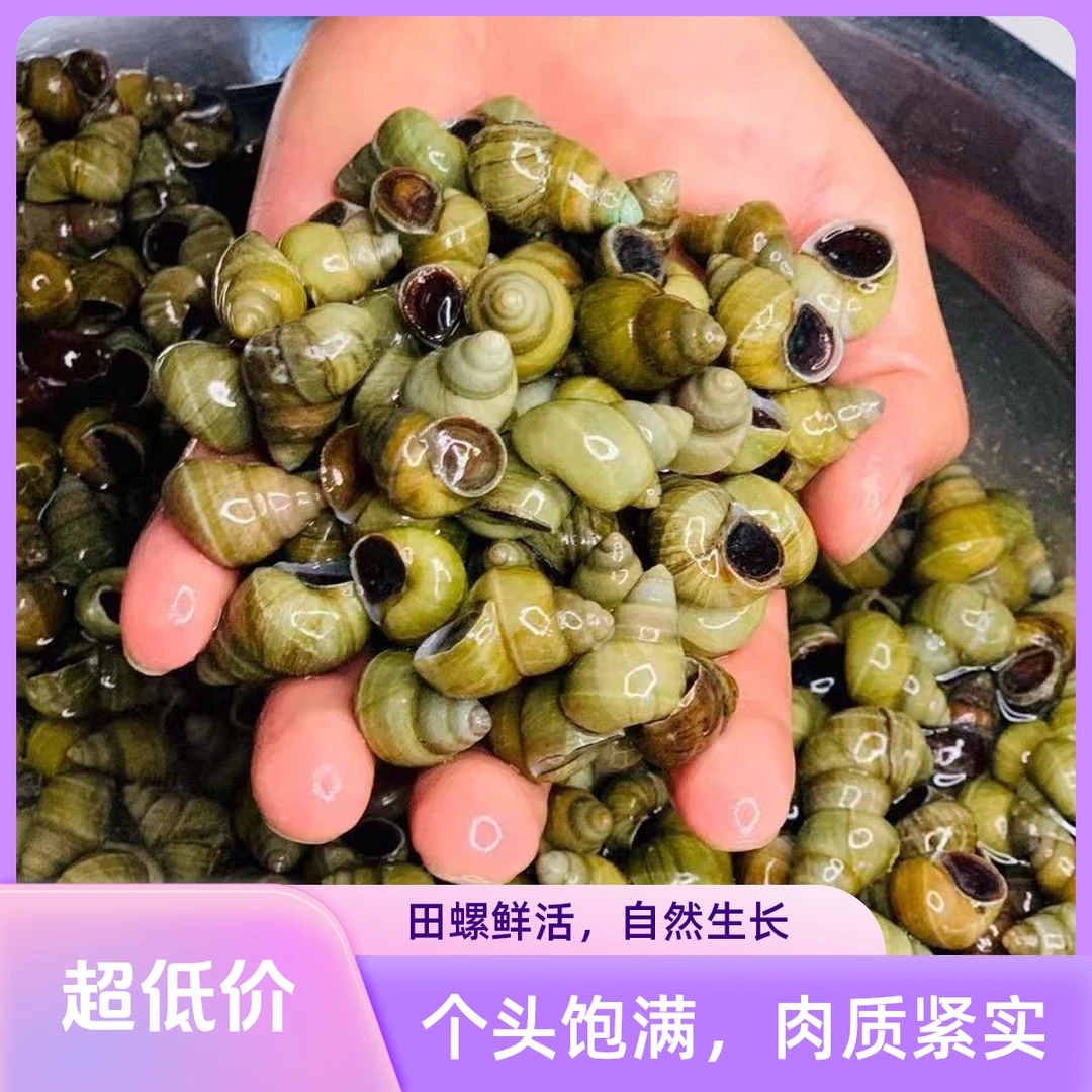 湖北田螺螺蛳海鲜鲜活石螺嗦口螺夜市商用螺丝粉专用清水螺蛳田螺