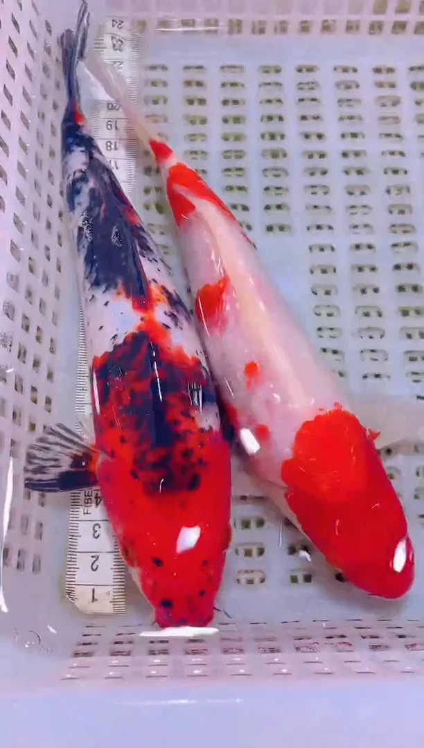 锦鲤冷水观赏鱼全场包邮102