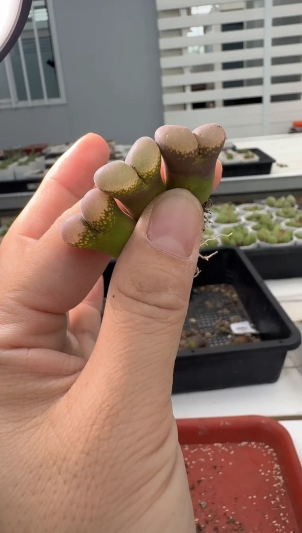 13-128多肉植物肉锥