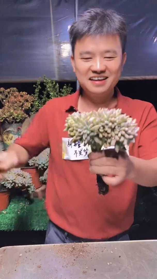 137淡雪缀化一物一拍