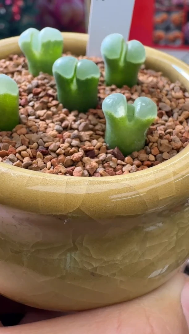 【闪购商品】3-39·1802.6一颗