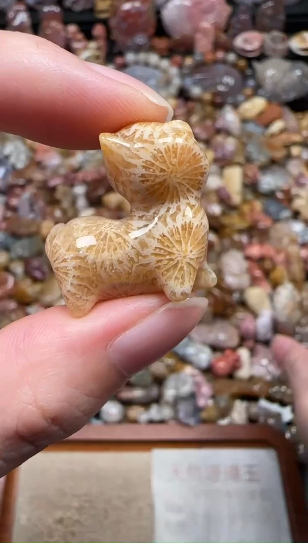 颈饰未镶嵌硅化珊瑚（珊瑚玉）711