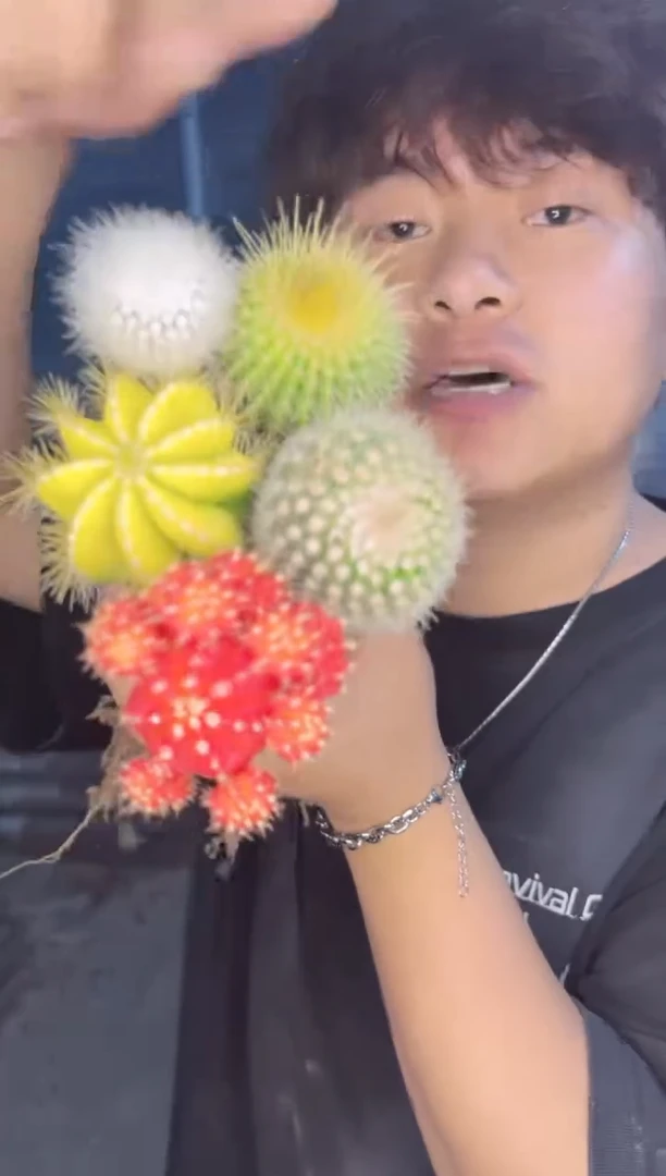 【闪购商品】5色球组合【嫁接】